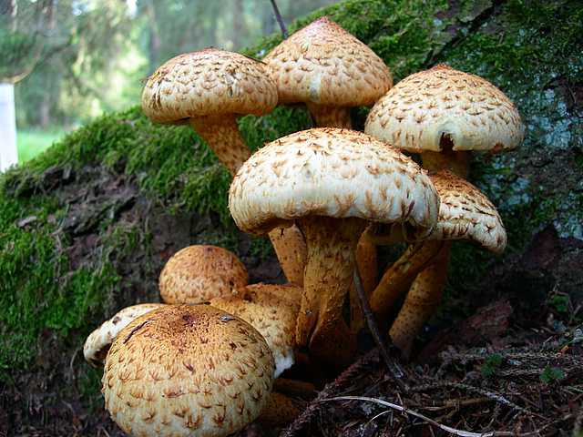2005 :  Un anno di funghi
